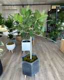 Adorable Audrey Tree ( Ficus Audrey )