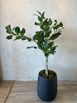 Adorable Audrey Tree ( Ficus Audrey )