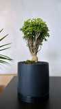 Aralia Ming Arrangement