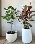 Adorable Audrey Tree ( Ficus Audrey )