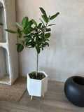 Adorable Audrey Tree ( Ficus Audrey )