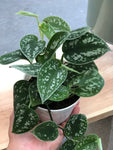 Satin Silver Pothos 4” Pot