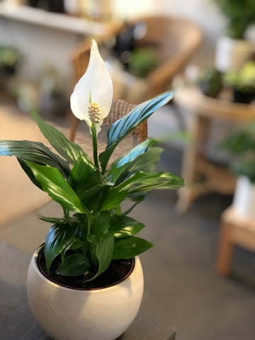 Peace Lily Air Purifying Plant