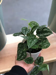 Satin Silver Pothos 4” Pot