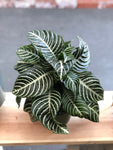 Zebra Plant 6” Pot