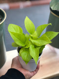 Neon Pothos