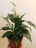 Peace Lily Air Purifying Plant