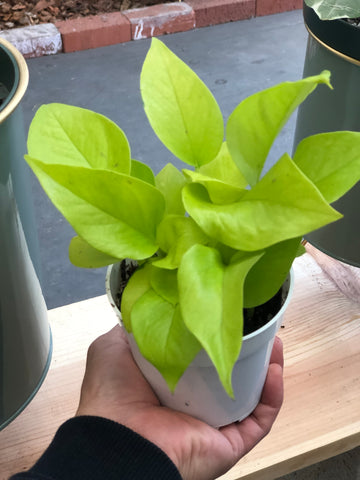 Neon Pothos