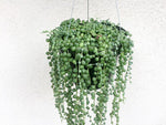 String of Pearls 6” Pot