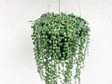 String of Pearls 6” Pot