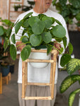 Adorable Large Pilea Pepperomia  8”