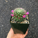 Mammillaria Cactus