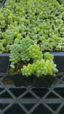 Donkey Tail