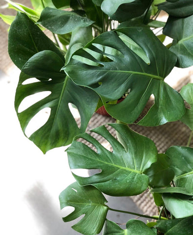 Awesome XL Monstera 8” pot