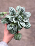 Peperomia Frost Emerald