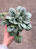 Peperomia Frost Emerald