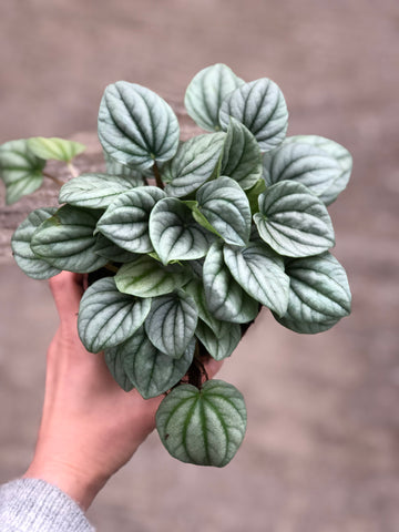 Peperomia Frost Emerald