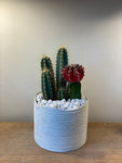 Cactus In A Simple Planter -Red