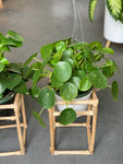 Adorable Large Pilea Pepperomia  8”