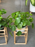 Adorable Large Pilea Pepperomia  8”