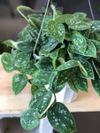 Beautiful Satin Silver Pothos - Medium Size 6” pot