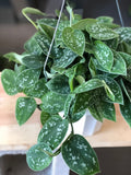 Beautiful Satin Silver Pothos - Medium Size 6” pot