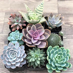 Assorted Mini Succulents Pack