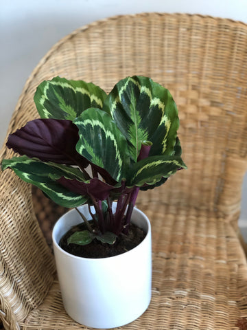 6” Calathea Medalion