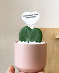 Adorable Heart Hoya in Ceramic Pot -Hoya Kerri