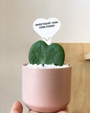 Adorable Heart Hoya in Ceramic Pot -Hoya Kerri