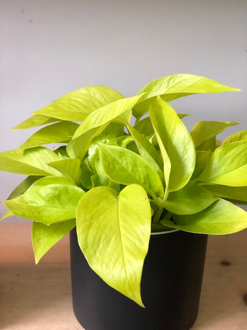 Neon Pothos - Medium Size 6” pot