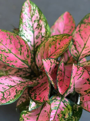 Pink Chinese Evergreen - Medium Size 6” pot