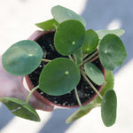 Adorable Pilea Pepperomia 4” Pot