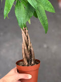 Money Tree 4” Pot