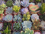 Assorted Mini Succulents Pack