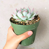 Benefit Starter Succulents Pack