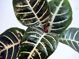 Zebra Plant - Aphelandra