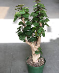 Aralia Fabian Polyscias Scutellaria Plants in 6”