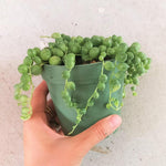 String Of Pearls Plants Succulents