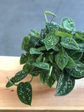 Beautiful Satin Silver Pothos - Medium Size 6” pot