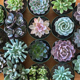 Assorted Medium Succulents Pack