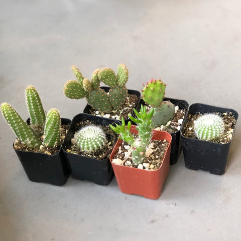 Assorted Mini Cactus