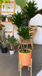 Dracena Compacta Cane Plant