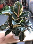 Ficus Elastica Mint Cream Plant (Rubber Tree) 6” pot