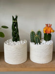 Cactus In A Simple Planter -Red