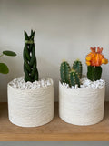 Cactus In A Simple Planter -Red