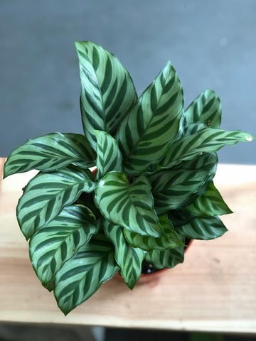 Calathea Freddie