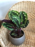 6” Calathea Medalion