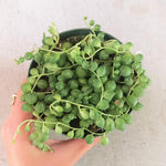 String Of Pearls Plants Succulents