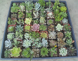 Assorted Mini Succulents Pack